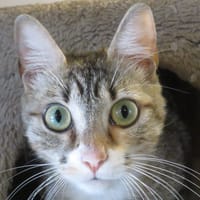 APACHE, chatte à adopter