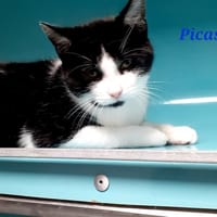 Picasso, chat à adopter