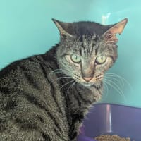 BIBERON QCT, chat à adopter