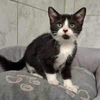 WAKIZA, chatte à adopter