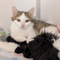 verlaine, chat à adopter