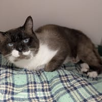 SIAM, chat à adopter