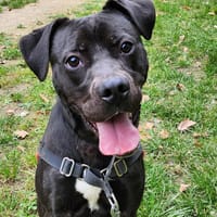 BEANS, chien à adopter
