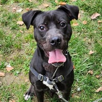 BEANS, chien à adopter