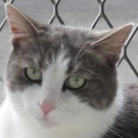 RE, chatte à adopter