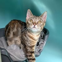 NOUNOU QCT, chatte à adopter