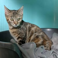 NOUNOU QCT (reservee), chatte à adopter