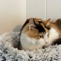 Bloom, chatte à adopter