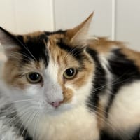 Bloom, chatte à adopter