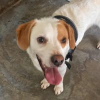 LAIT QCN, chien à adopter