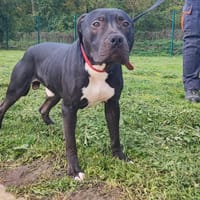 HADES PAA23058, chien à adopter