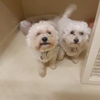 Tatiana paa23060, chienne à adopter