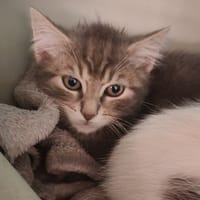 FAUVE DE NUIT, chatte à adopter