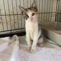 MIELINE, chatte à adopter
