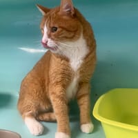 DALLOZ, chat à adopter