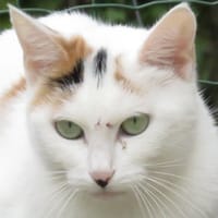 YEU, chatte à adopter