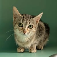 PAMPERS QCT, chatte à adopter