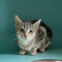 PAMPERS QCT, chatte à adopter