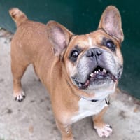 pumba, chien à adopter
