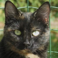 HOUAT, chatte à adopter