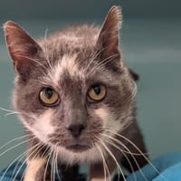 Marshmallow, chat à adopter