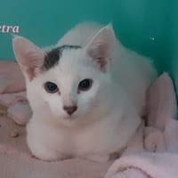 Vectra, chatte à adopter