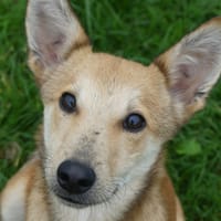 CLEMENT, chien à adopter