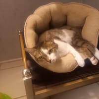 Lynette, chatte à adopter