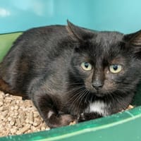 COUCHE QCT, chat à adopter