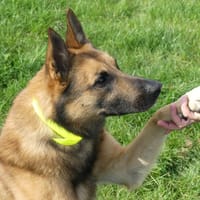 HELIOS, chien à adopter