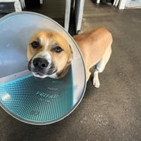 BELIZE, chien à adopter