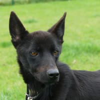 JEROME, chien à adopter