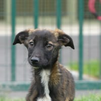 ALAIN, chien à adopter