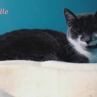 Belle, chatte à adopter