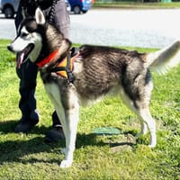 SNOWY, chien à adopter