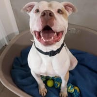 TAYLOR QCN, chien à adopter