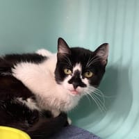 MIMI, chatte à adopter