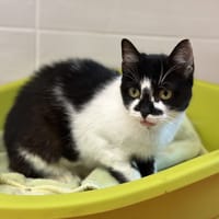 MIMI, chatte à adopter