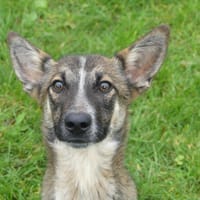 ARNAUD, chien à adopter