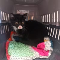 TAGADA, chatte à adopter