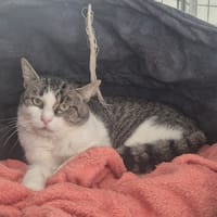 RABU, chat à adopter