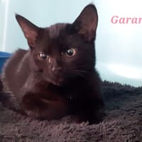 Garance, chatte à adopter