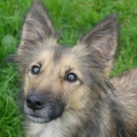 BRUNO, chien à adopter