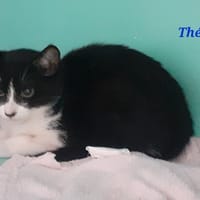 Théo, chat à adopter