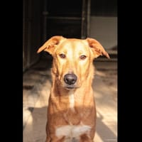 BAILEY, chienne à adopter