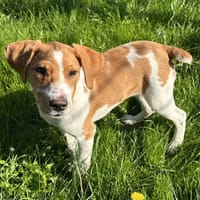 KAMELY, chienne à adopter