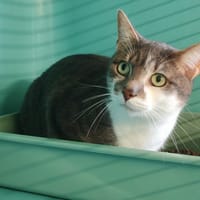 ROBY, chat à adopter