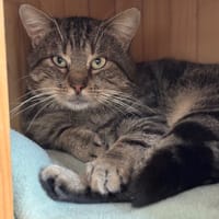 Fargo CAB4549, chat à adopter
