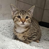 AURI, chatte à adopter