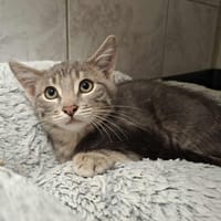 ARO, chat à adopter